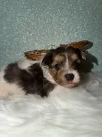 River, a male Yorkshire Terrier for sale in Pensacola, FL – Photo 2 of 6