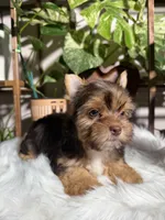Orion, a male Yorkshire Terrier for sale in Pensacola, FL – 5 of 6