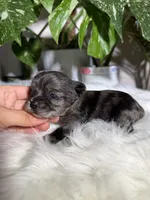 Iris, a female Yorkshire Terrier for sale in Pensacola, FL – 1 of 6