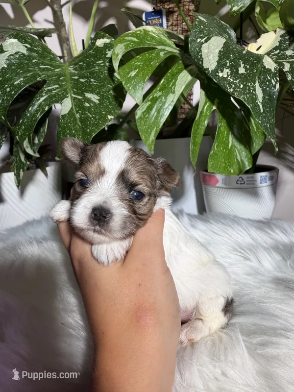 Lily – Yorkshire Terrier puppy for sale in Pensacola, FL