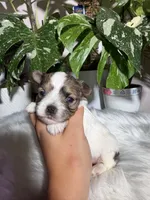 Lily, a female Yorkshire Terrier for sale in Pensacola, FL – 1 of 4