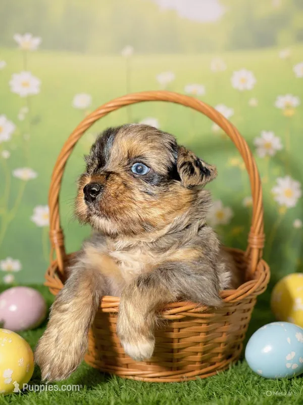 Joker – Yorkshire Terrier puppy for sale in Pensacola, FL