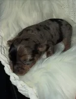 Joker, a male Yorkshire Terrier for sale in Pensacola, FL – Photo 2 of 5