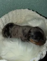 Joker, a male Yorkshire Terrier for sale in Pensacola, FL – Photo 4 of 5