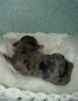 Joker, a male Yorkshire Terrier for sale in Pensacola, FL – Photo 5 of 5