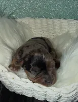 Joker, a male Yorkshire Terrier for sale in Pensacola, FL – Photo 3 of 5