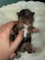 Joker, a male Yorkshire Terrier for sale in Pensacola, FL – Photo 1 of 5