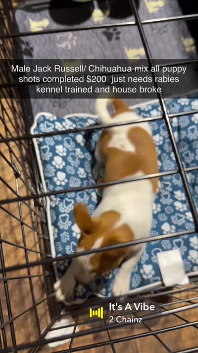 Tag, a male Jack Russell Terrier and Chihuahua for sale in Pensacola, FL – 4 of 4
