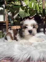 Castiel , a male Yorkshire Terrier for sale in Pensacola, FL – 3 of 5