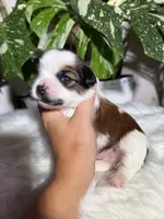 Castiel , a male Yorkshire Terrier for sale in Pensacola, FL – 5 of 5