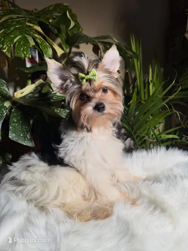 Sunny – Yorkshire Terrier puppy for sale in Pensacola, FL