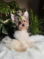Sunny, a male Yorkshire Terrier for sale in Pensacola, FL – 1 of 4