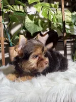 Orion, a male Yorkshire Terrier for sale in Pensacola, FL – 2 of 6