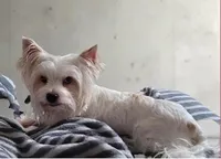 Heiress, a female Yorkshire Terrier for sale in Pensacola, FL – 2 of 2