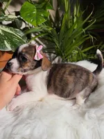 Lola, a female Jack Russell Terrier and Chihuahua for sale in Pensacola, FL – 2 of 3