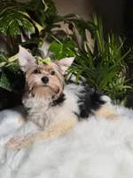 Sunny, a male Yorkshire Terrier for sale in Pensacola, FL – 3 of 4