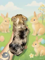 Dunkin, a male Yorkshire Terrier for sale in Pensacola, FL – Photo 5 of 7