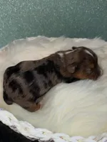 Dunkin, a male Yorkshire Terrier for sale in Pensacola, FL – Photo 2 of 5