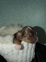 Dunkin, a male Yorkshire Terrier for sale in Pensacola, FL – Photo 5 of 5