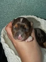 Dunkin, a male Yorkshire Terrier for sale in Pensacola, FL – Photo 1 of 5