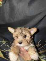 Dunkin, a male Yorkshire Terrier for sale in Pensacola, FL – Photo 2 of 7