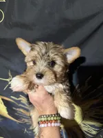 Dunkin, a male Yorkshire Terrier for sale in Pensacola, FL – Photo 3 of 7