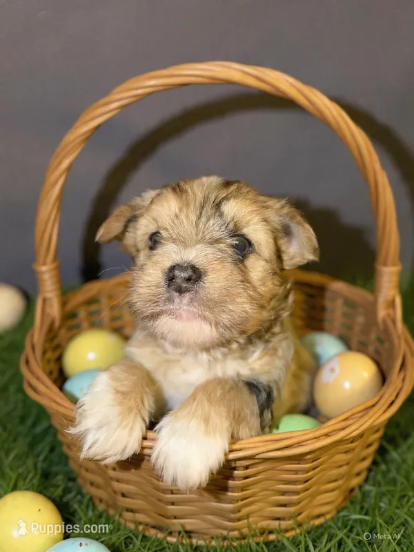 Dunkin – Yorkshire Terrier puppy for sale in Pensacola, FL