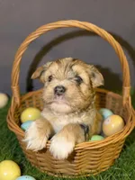 Dunkin, a male Yorkshire Terrier for sale in Pensacola, FL – Photo 4 of 7