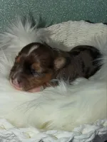 Dunkin, a male Yorkshire Terrier for sale in Pensacola, FL – Photo 3 of 5