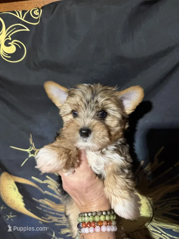 Dunkin – Yorkshire Terrier puppy for sale in Pensacola, FL