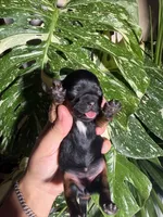 Violet, a female Yorkshire Terrier for sale in Pensacola, FL – 4 of 4