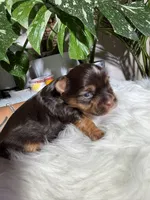 Orion, a male Yorkshire Terrier for sale in Pensacola, FL – 4 of 4