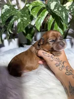 Nova, a female Yorkshire Terrier for sale in Pensacola, FL – 4 of 5