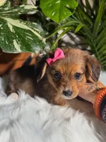 Sweet Pea, a female Jack Russell Terrier and Chihuahua for sale in Pensacola, FL – 2 of 2