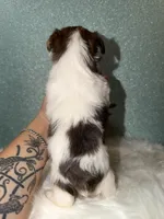 Clover, a male Yorkshire Terrier for sale in Pensacola, FL – Photo 6 of 6