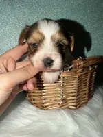 Clover, a male Yorkshire Terrier for sale in Pensacola, FL – Photo 4 of 6