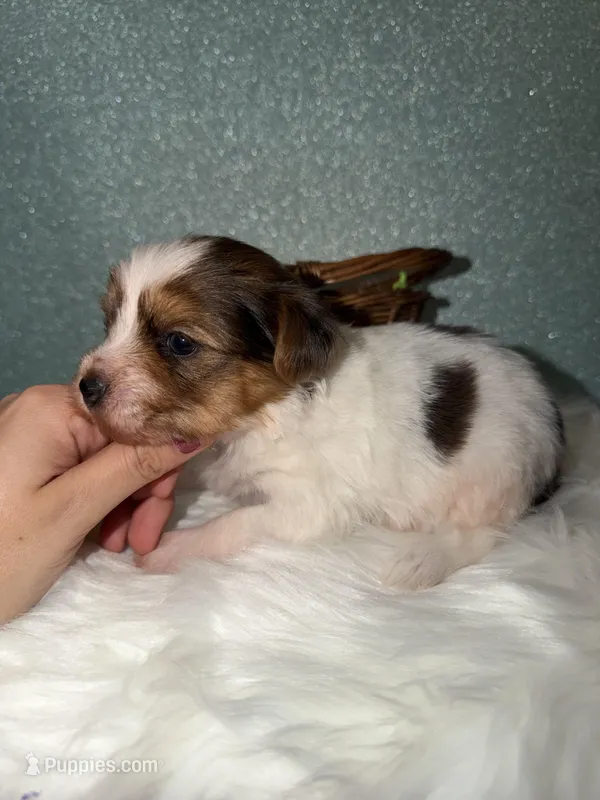 Clover – Yorkshire Terrier puppy for sale in Pensacola, FL