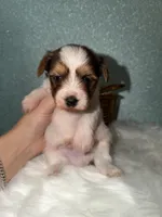 Clover, a male Yorkshire Terrier for sale in Pensacola, FL – Photo 5 of 6