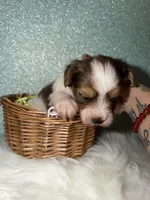 Clover, a male Yorkshire Terrier for sale in Pensacola, FL – Photo 3 of 6