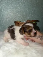 Clover, a male Yorkshire Terrier for sale in Pensacola, FL – Photo 2 of 6