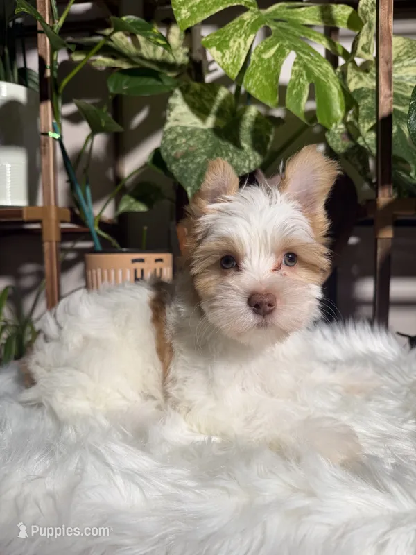 Stella – Yorkshire Terrier puppy for sale in Pensacola, FL