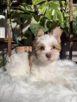 Stella, a female Yorkshire Terrier for sale in Pensacola, FL – 1 of 5