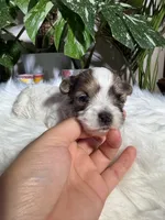 Lily, a female Yorkshire Terrier for sale in Pensacola, FL – 3 of 4