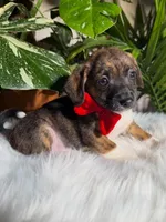 Rascal, a male Jack Russell Terrier and Chihuahua for sale in Pensacola, FL – 2 of 2