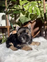 Gabriel, a male Yorkshire Terrier for sale in Pensacola, FL – 3 of 3