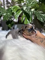 Cosmo, a male Yorkshire Terrier for sale in Pensacola, FL – 3 of 5