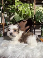 Castiel , a male Yorkshire Terrier for sale in Pensacola, FL – 5 of 5
