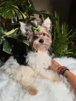 Sunny, a male Yorkshire Terrier for sale in Pensacola, FL – 2 of 4