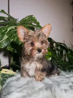 Dunkin, a male Yorkshire Terrier for sale in Pensacola, FL – 3 of 9