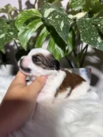 Castiel , a male Yorkshire Terrier for sale in Pensacola, FL – 4 of 5